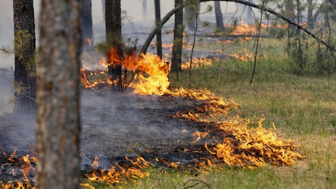 Пожарные борются с лесным огнем в Энгельсском районе