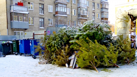 Жители Саратовской области выбросили более 1000 тонн новогодних деревьев