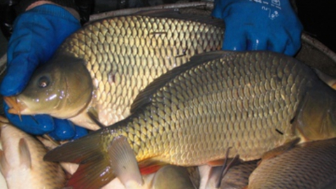 За год в Саратовской области изъяли 792 килограмма некачественной рыбы