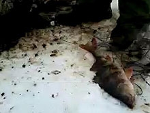 Причиной замора рыбы в Волге могло стать загрязнение из Сызрани