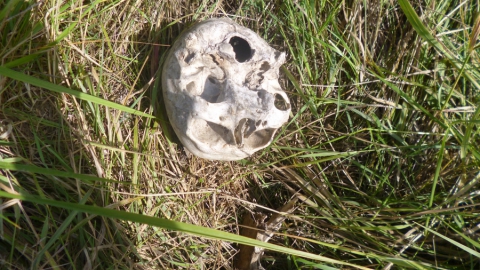 Во время сенокоса в поле нашли скелет человека