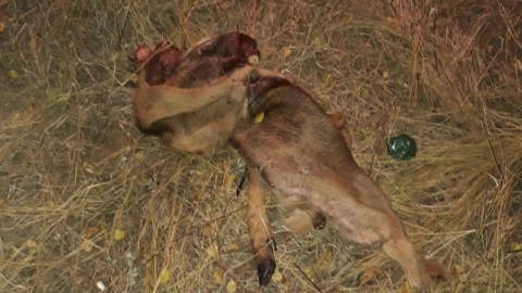 Балаковские активисты нашли шкуры разделанных животных и стали свидетелями 