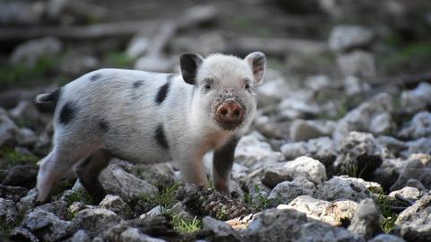 В Саратовской области нашли африканскую чуму свиней