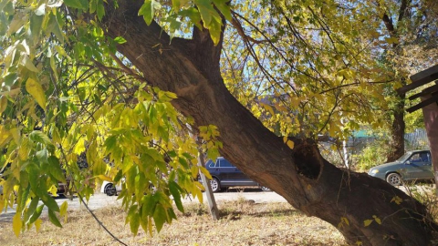 Чиновники пообещали SaratovNews помочь саратовскому пенсионеру спилить старое дерево