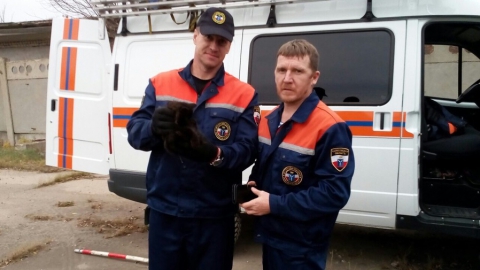 Балаковские спасатели достали котенка из трубы