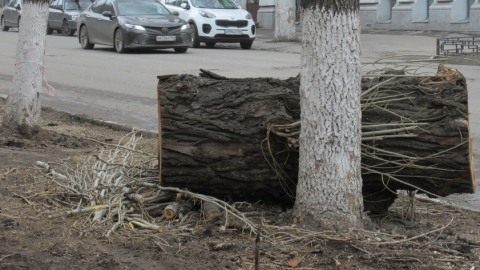 Прокуратура Саратова обнаружила многочисленные нарушения при спиле деревьев