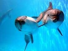 Людей сменяют дельфины