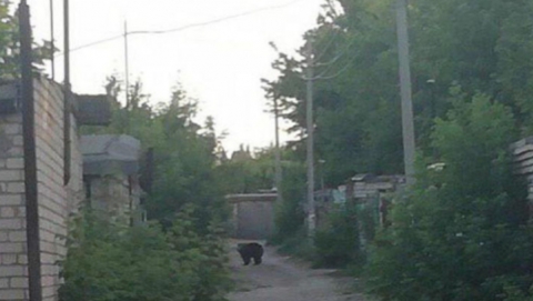 Завод в Горном, медведица в Балакове, директор "Водоканала" в суде