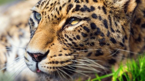 Переднеазиатский леопард попал в фотоловушку в Устюртском заповеднике
