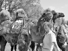 Соприкосновение с верблюдом