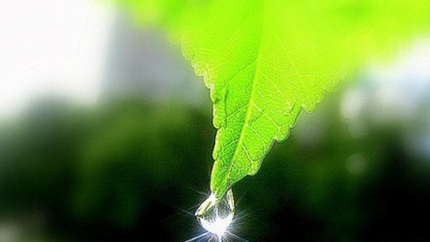 Экология становится популярной сферой для развития бизнеса