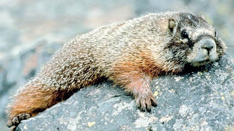 Ленивый спящий зверь как символ стабильности региона