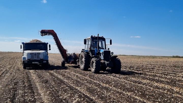 Луковое раздолье  в КФХ Иосифа Шегай