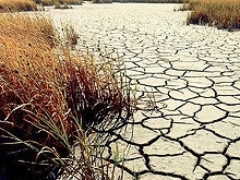 В СГАУ обсудили стратегию борьбы с засухой 