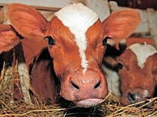 Ученые СГАУ примут участие в Дне животноводства 