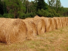 Для скота Саратовской области заготовлено 60% необходимого сена