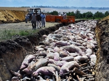 На границе с Саратовской областью вновь появилась африканская чума свиней