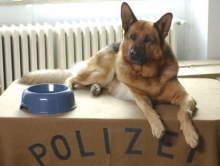 Полиция закупает для служебных собак сухой корм без плесени