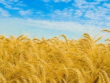 В Саратовской области намолочен первый миллион тонн нового урожая