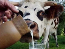 В Россию запрещен ввоз всей украинской молочной продукции