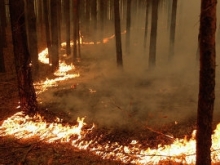 В Саратовской области произошел первый в году лесной пожар