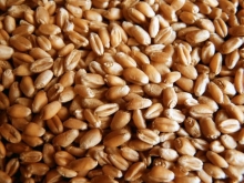 Балаковский район планирует заготовить 115 тысяч тонн зерна