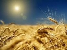 Саратовская область намолотила два с половиной миллиона тонн зерна