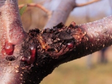 Заявлено о заражении раком саратовских деревьев. Комментарий Ольги Пицуновой