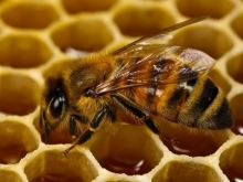  На Театральной площади продают сухих пчел и мед за 150 рублей