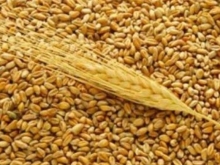 В Балаковском районе уже собрано 110 тысяч тонн зерна