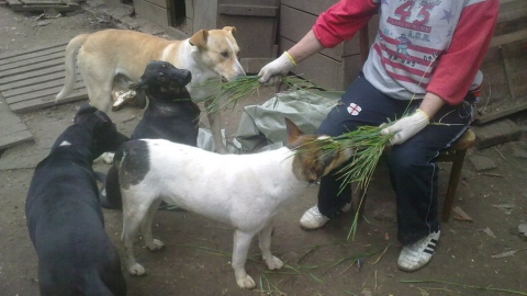 Саратовскому приюту для животных нужны волонтеры с шуруповертом