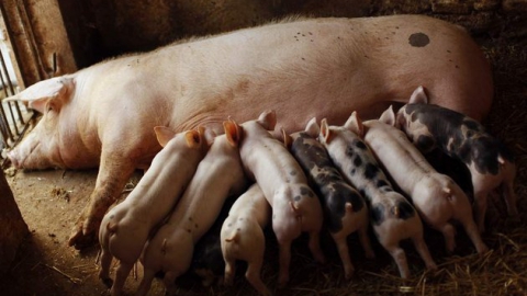 Под Новый год у саратовских фермеров украли четырех свиней и семерых поросят