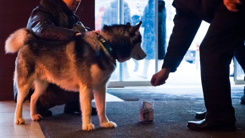 Саратовские волонтеры собрали мелочь на нужды бездомных животных