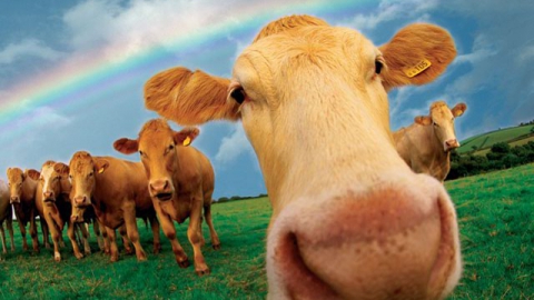 Саратовским фермерам дадут на развитие мясного животноводства лишь 9 миллионов