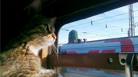 ПривЖД напоминает правила перевозки домашних животных в поездах дальнего и пригородного сообщения