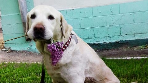 Собака-спасатель Даша отблагодарила главврача ветгоспиталя цветами