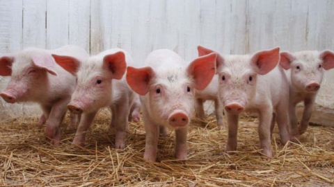 Под Саратовом ветеринары расследуют смерть предположительно чумной свиньи