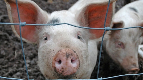 В Лысогорском районе обнаружены новые очаги чумы свиней 