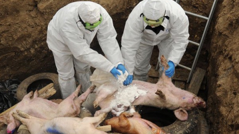 Из-за свиной чумы жители опасной зоны потеряли 500 голов домашнего скота