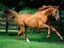 Директор "Пегаса": Лошадей изъяли незаконно за личные долги Рубашкиной