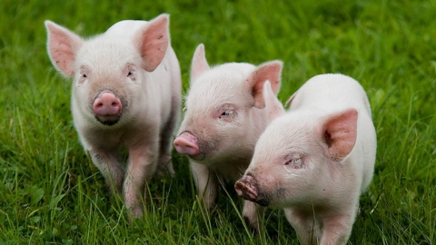 В Саратовской области отменен карантин по африканской чуме свиней