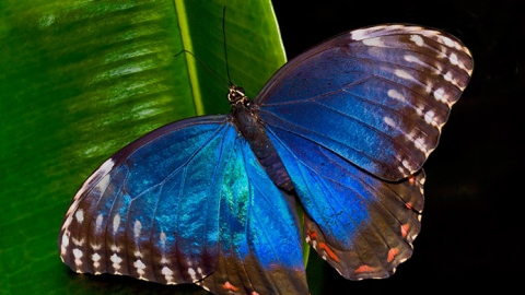 Жителей Саратова приглашают посмотреть на самую большую в мире бабочку