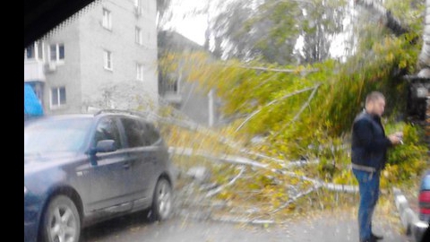 В Саратове упавшее дерево придавило три автомобиля и девушку