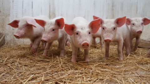 Установлен размер компенсации за уничтоженных чумных свиней
