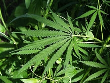 Ртищевец пытался замаскировать марихуану под "Ментос"