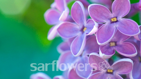 SarFlowers.ru осуществляет доставку цветов в Саратове от 1 часа