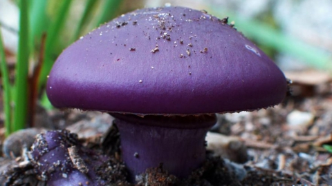 Саратовская пенсионерка попала в больницу с отравлением грибами