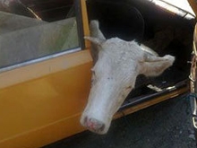По Саратовской области в "Газели" везли пять коров