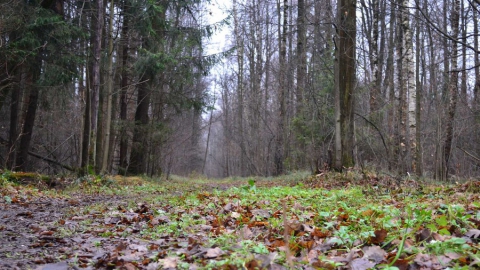 Саратовский дезертир умер от голода в челябинском лесу