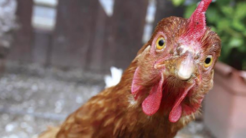 На оптовой базе в Энгельсе нашли зараженный птичьим гриппом фарш